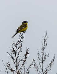 Black headed wagtail sits on a twig on a blurred background
