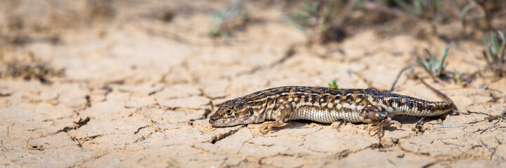 Steppe runner lizard or Eremias arguta close on dry ground