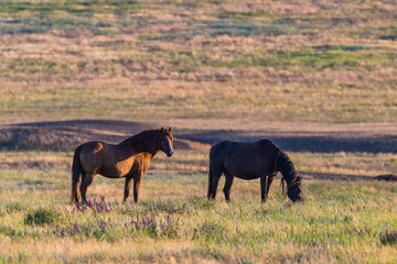 Wild horses graze in the meadow at sunset