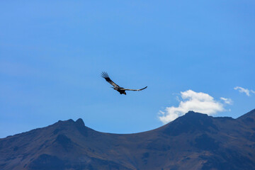 Condor