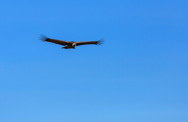 Condor