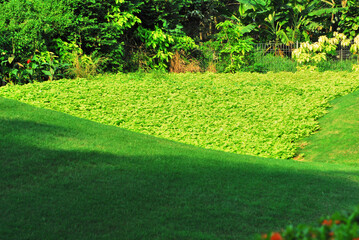 Grass field in city park