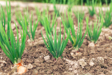 Agriculture, beds with young green plantings and plants on the farm. Rows of young onions