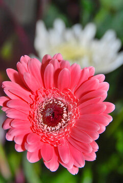 Close Up Of Gerbera Flower