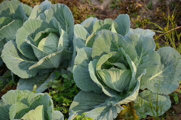the ripe green cabbage plant seedlings in the garden