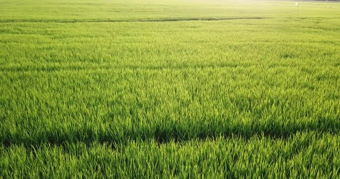 Aerial view The morning rice fields are beautiful in the sun.