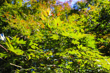 紅葉 もみじ 青もみじ さわやか 新緑