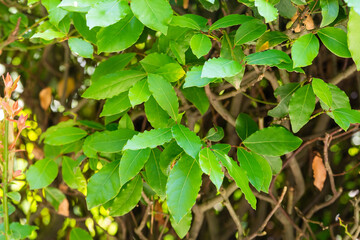Laurus nobilis or Laurel tree green leaves