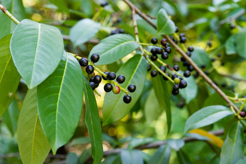 Prunus laurocerasus or Otto Luyken - berries of cherry laurel