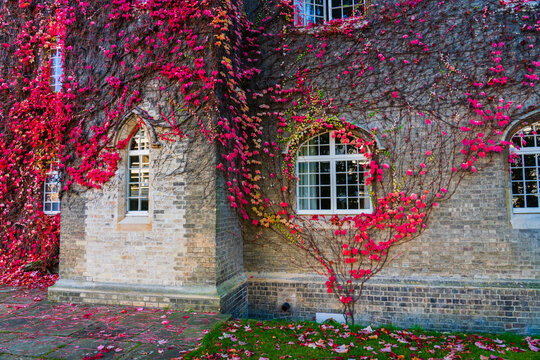 Building covered in red ivy autumn leaves in Cambridge. United Kingdom
