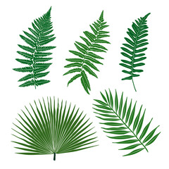 Set of isolated vector palm leafs