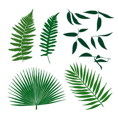 Set of isolated vector palm and plants leafs