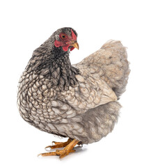 Wyandotte chicken in studio