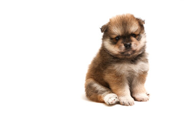 Obraz premium funny spitz puppy is sitting on white background