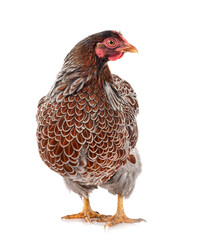 Wyandotte chicken in studio