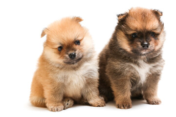 Obraz premium funny spitz puppies are sitting on white background
