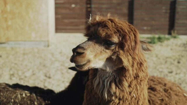 alpaca llama close - up on a farm. High quality FullHD footage