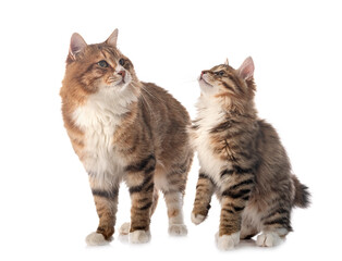 Kurilian Bobtail in studio