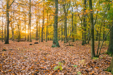 Sherwood forest in autumn season. England