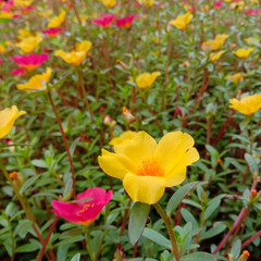 Fototapeta na wymiar Portulaca flowers are yellow and red. Also known as Moss Rose or Purslane