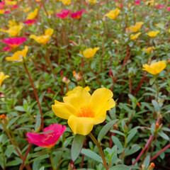 Portulaca flowers are yellow and red. Also known as Moss Rose or Purslane