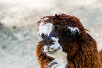 Fototapeta premium Peruvian Llama. Farm of llama,alpaca,Vicuna in Peru,South America. Andean animal.Llama is South American camelid