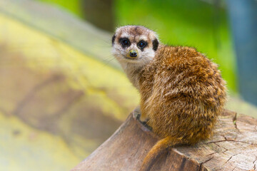 Fototapeta premium Close-up of Cute Meerkat, Funny portrait on blur background