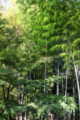 竹 竹林 自然 緑 和風 美しい 落ち着いた