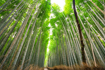 Arashiyama bamboo forest in Kyoto Japan