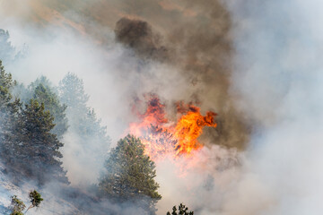 oregon wildfire on mountain tree torching