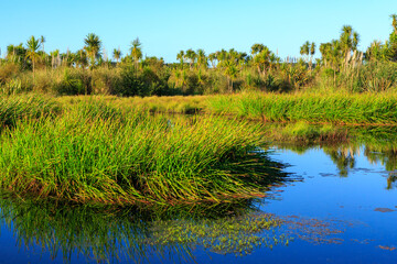 Vegetation in the Kaituna Wetland, a swamp in New Zealand. Rush plants grow in the water and cabbage trees line the shore of a lake
