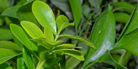 Natural background of green leaves. Close up. Panorama.