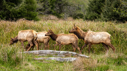 Fototapeta premium Roosevelt Elk