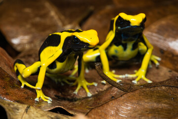 Closeup of a pair of dyeing poison dart frogs 