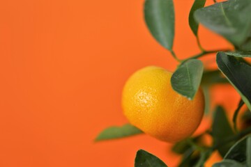 Tangerines fruit close-up. Vitamin C.  tangerines branch on  orange background. Tangerines on a...