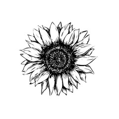 Sunflower vector illustration in sketch style. Black outline on a white background. Hand drawing.