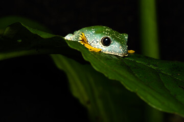 A young fringed treefrog on a leaf of a plant