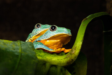 A pair of fringed treefrogs in amplexus on a plant