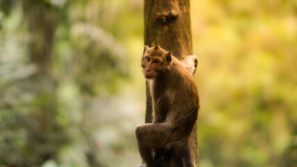 A young monkey sitting on a branch of tree looking at something interesting up there - Image