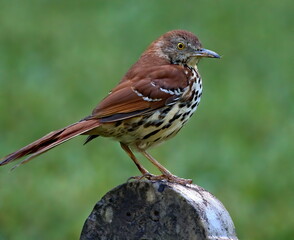 Macro photograph of an orange and black butterfly.
