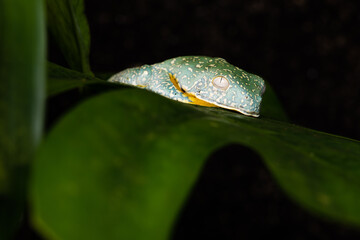 Closeup of a fringed treefrog on a plant