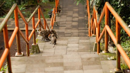Cute Brown Monkey Family playing in the Temple floor - image © Arif