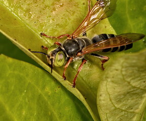 A macro photograph of a Tachytes. The big green eyed bug is a type of solitary wasp.