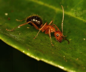 Macro photo Florida Carpenter ant up close. Camponotus floridanus.