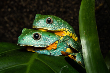 A pair of fringed treefrogs in amplexus