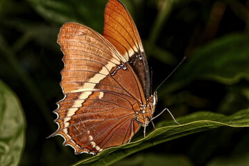 Macro photograph of the left side of a Rusty-tipped page butterfly standing on a leaf.