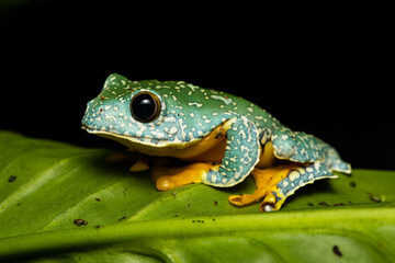 Closeup of a fringed treefrog on a plant