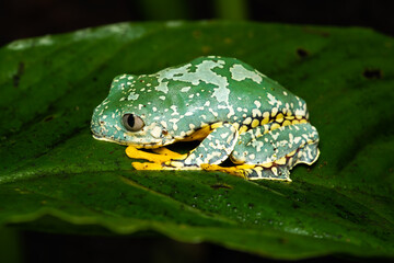 Closeup of a fringed treefrog on a plant