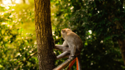 The monkey is sitting on the railing in a funny pose on the background of forest - Image