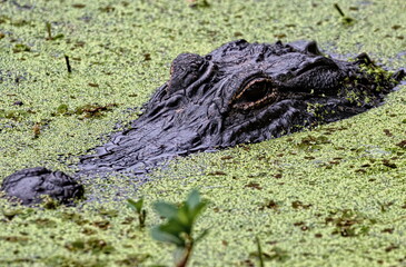 Close up of an American alligator's head poking through the green topping of the pond.